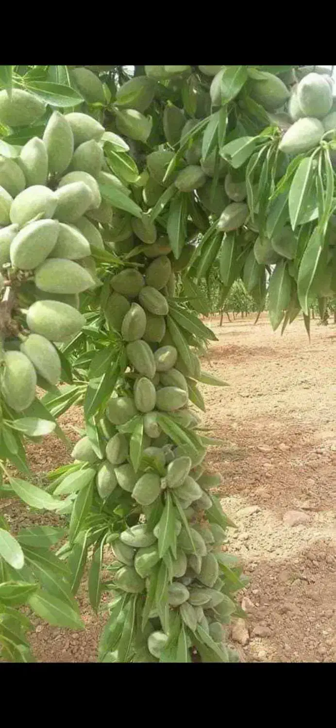 نهال بادام اقتصادی مقاوم به آفات‌و‌سرما|خدمات باغبانی و درختکاری|رابر, |دیوار