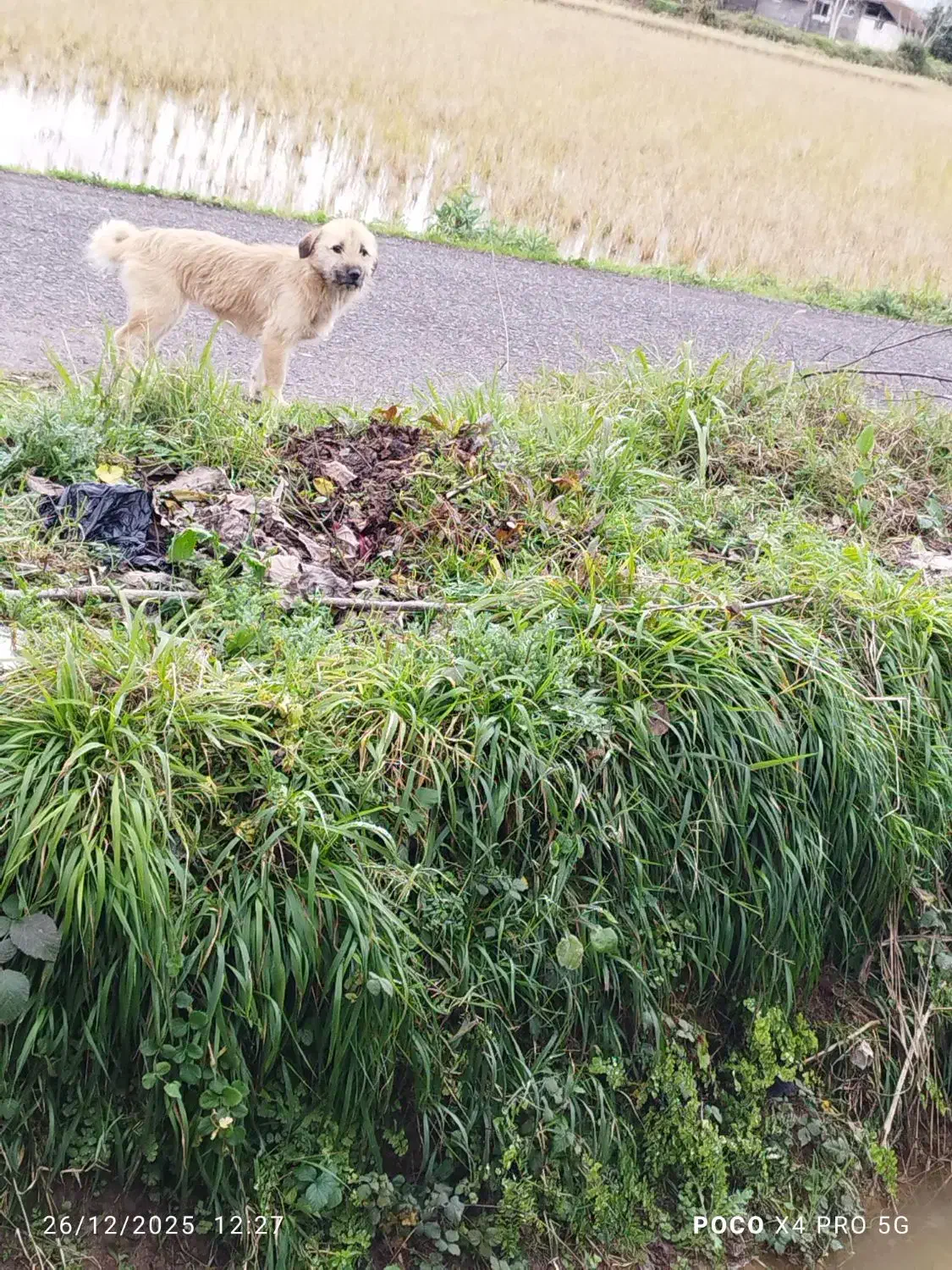 فروش سگ پا کوتاه|سگ|رشت, حومه رشت|دیوار