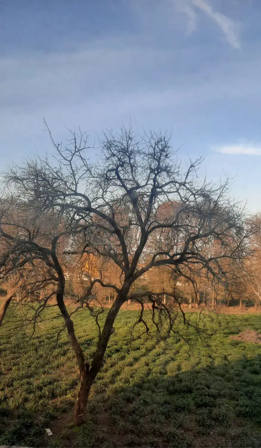 زمین داخل بافت درکوهین روستای مزرعه محمودی|فروش زمین و ملک کلنگی|کوهین, |دیوار