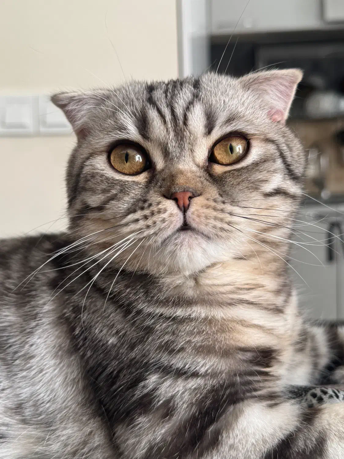 خوشگل پسر اسکاتیش|گربه|پردیس, فاز ۲|دیوار