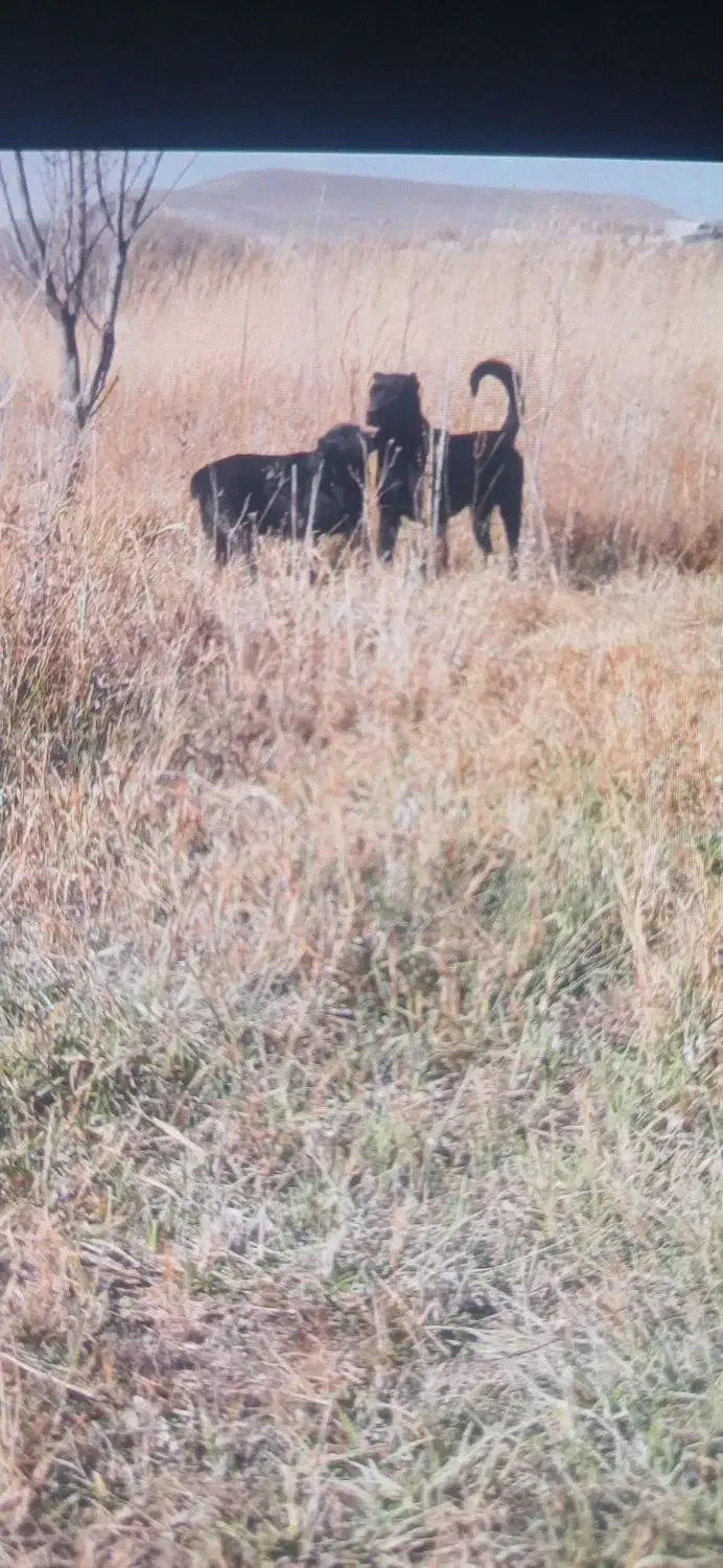 سگ سرابی|سگ|اردبیل, |دیوار