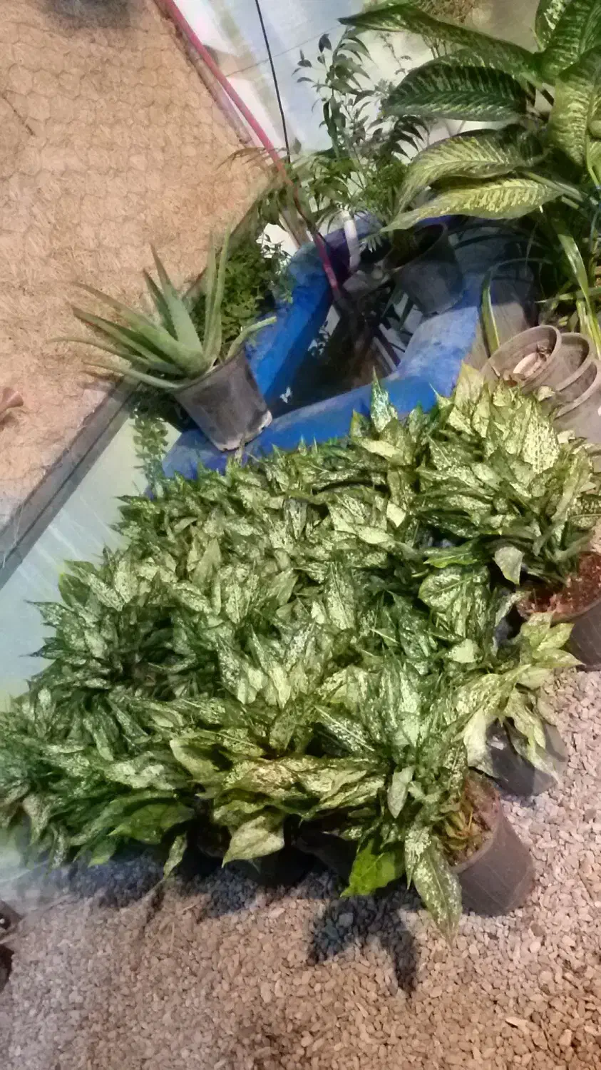 گل گیاه هدیه گلخانه روزمادر گلدان گلدون آپارتمانی|گل و گیاه طبیعی|مشهد, شهید بهشتی|دیوار