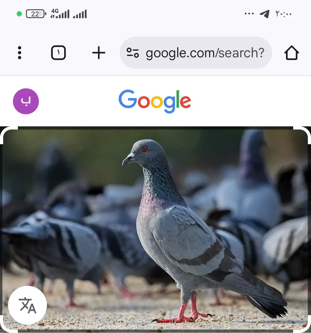 فضله کبوتر|خدمات باغبانی و درختکاری|سنندج, |دیوار