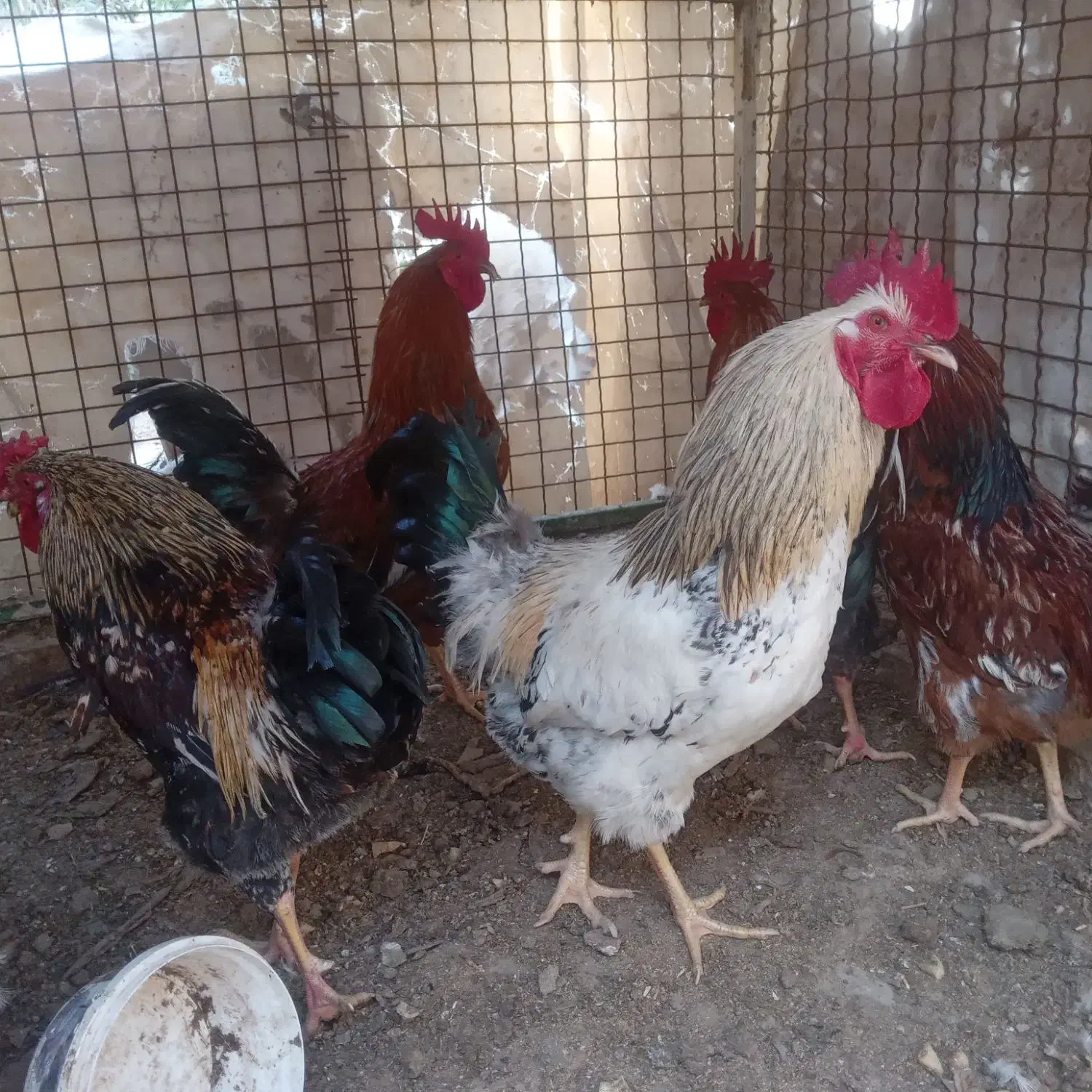 خروس|حیوانات مزرعه|حمیدیا, |دیوار