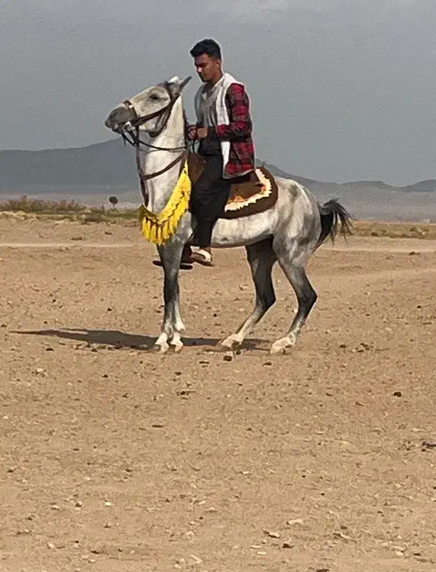 مادیون کرد سواری دار|اسب و تجهیزات اسب‌سواری|صفادشت, |دیوار