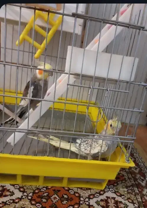 عروس هلندی|پرنده|شهرضا, |دیوار