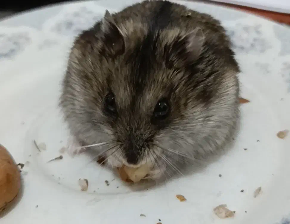 واگذاری یک عدد همستر کمپل ماده|موش و خرگوش|زنجان, |دیوار