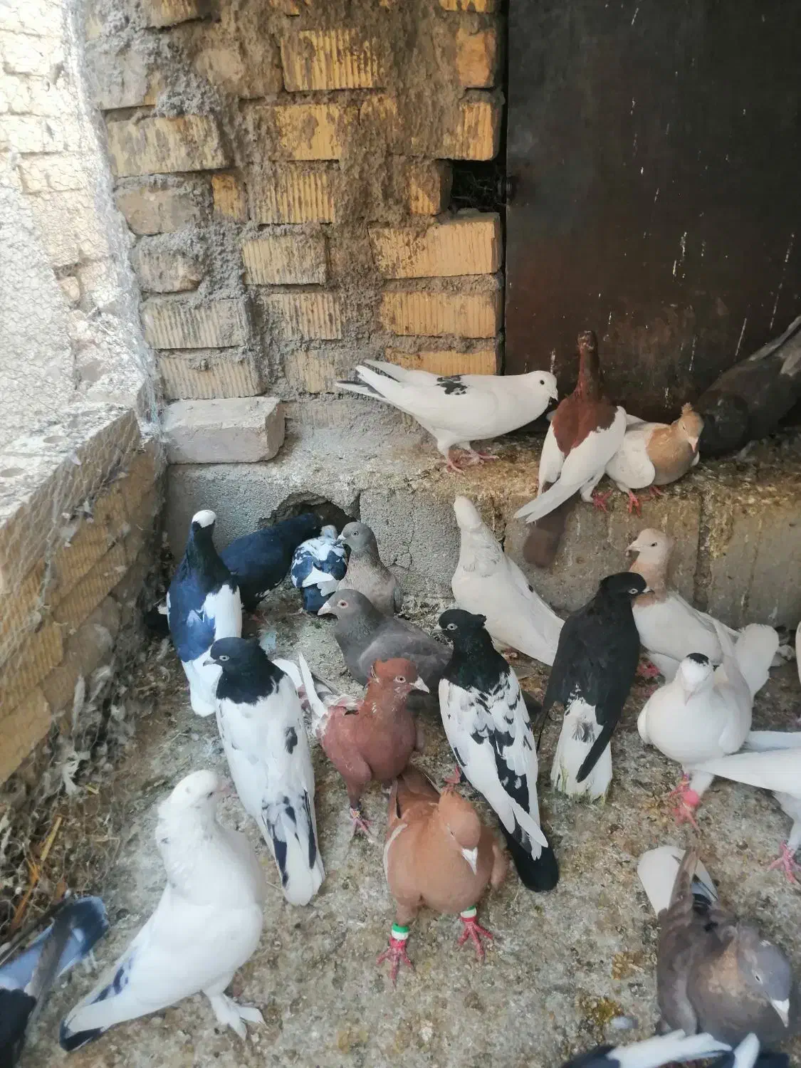 کفتر|پرنده|بیضا, |دیوار