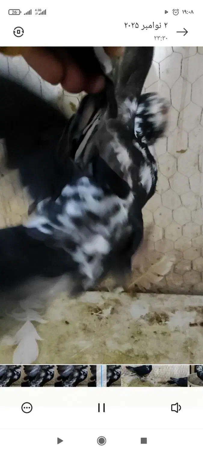 نرسوسکی بزک|پرنده|فرح دشت, |دیوار