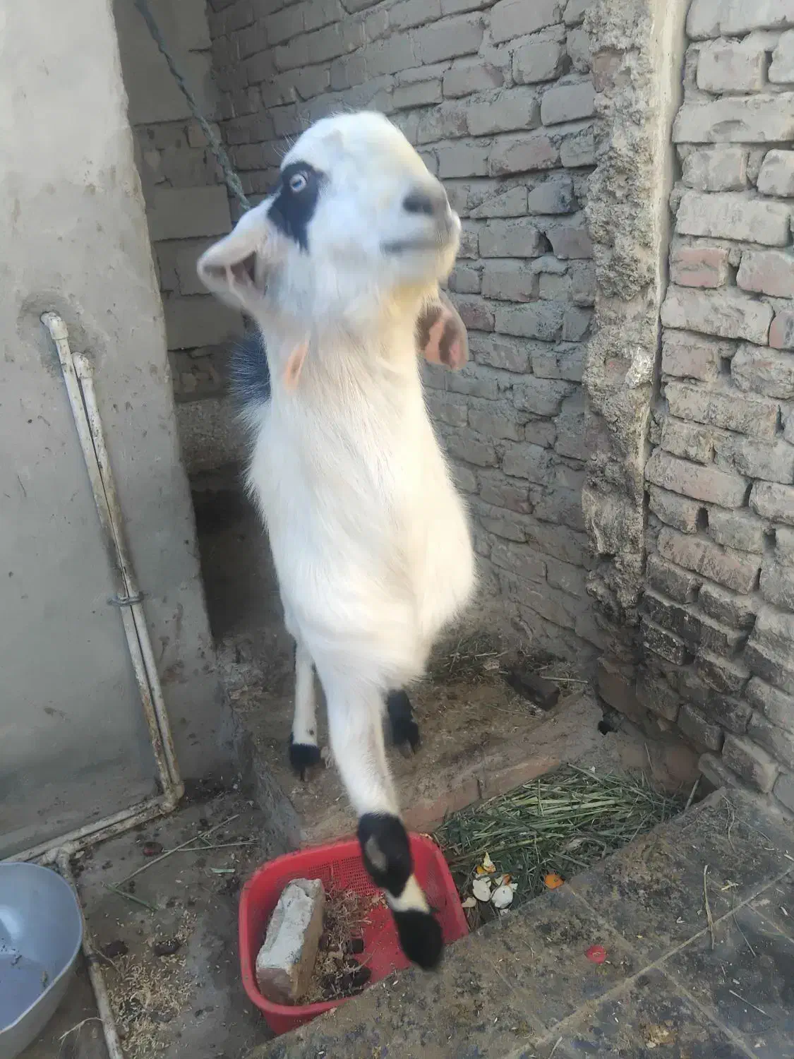 پلچن بزرگ هیکلی ودورگ|حیوانات مزرعه|سراوان, |دیوار