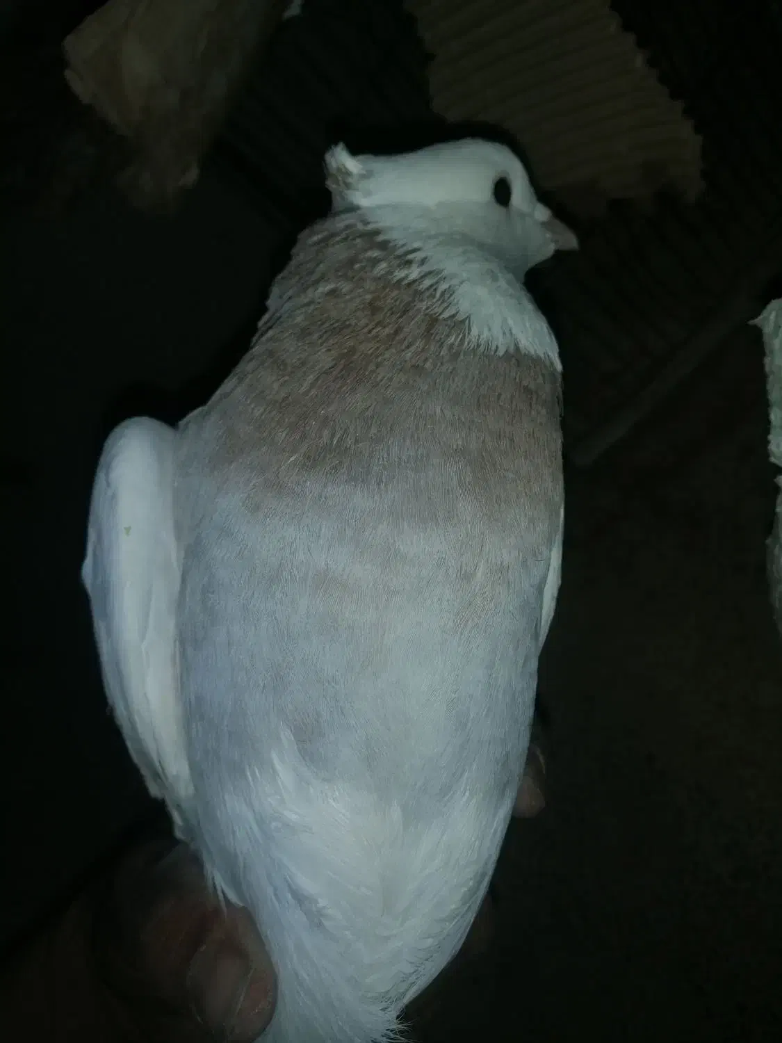 کفتر کبوتر طوقی و سینه و بزک سیاه ذات قدیمی بهشرط|پرنده|داراب, |دیوار