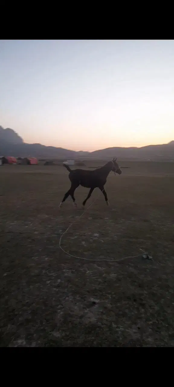 کوره نر|اسب و تجهیزات اسبسواری|کوه چنار, |دیوار