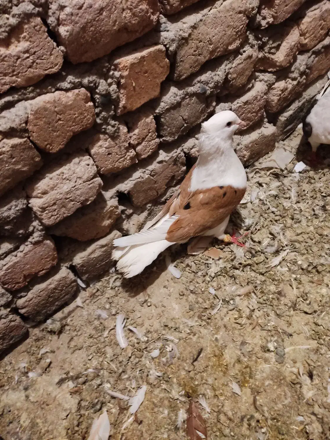 نر شو زرد خال سیا|پرنده|بروجرد, |دیوار