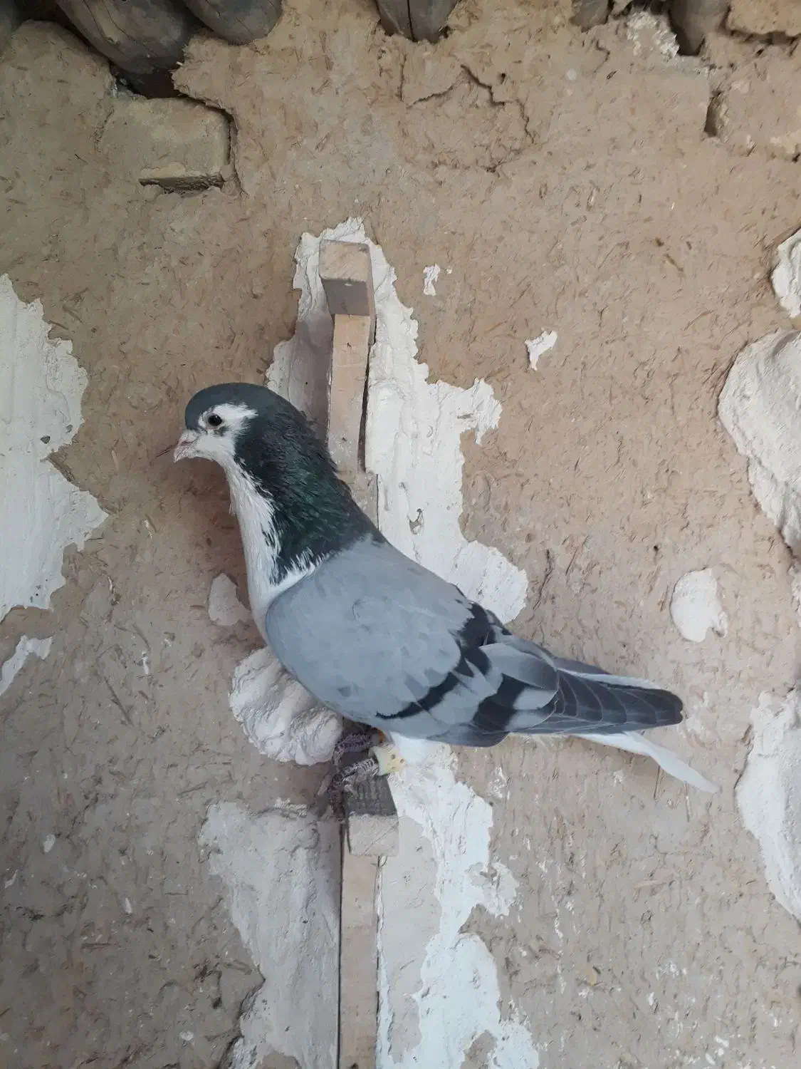 کبوتر|پرنده|جهرم, |دیوار