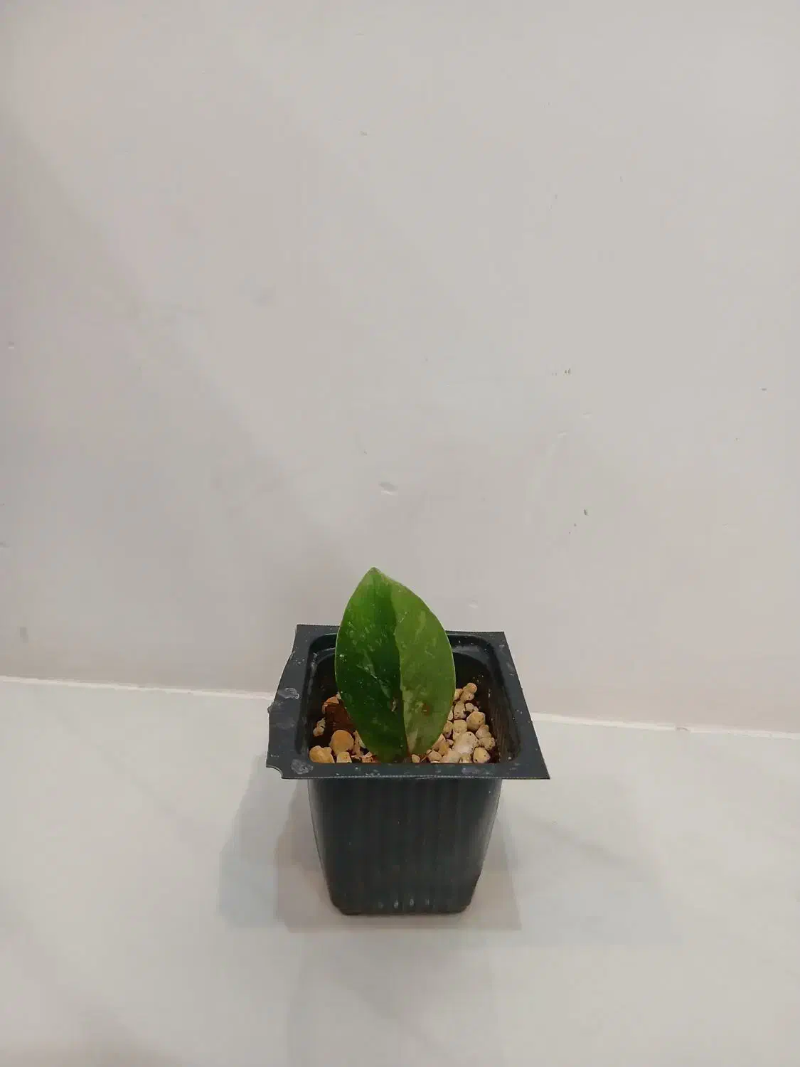 قلمه زاموفیلیا ابلق|گل و گیاه طبیعی|شاهرود, |دیوار