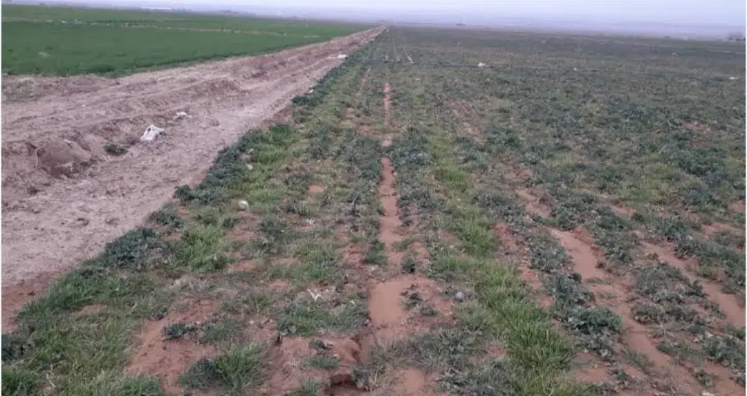 زمین در ایلخیچی|فروش دفتر صنعتی، کشاورزی، تجاری|ایلخچی, |دیوار