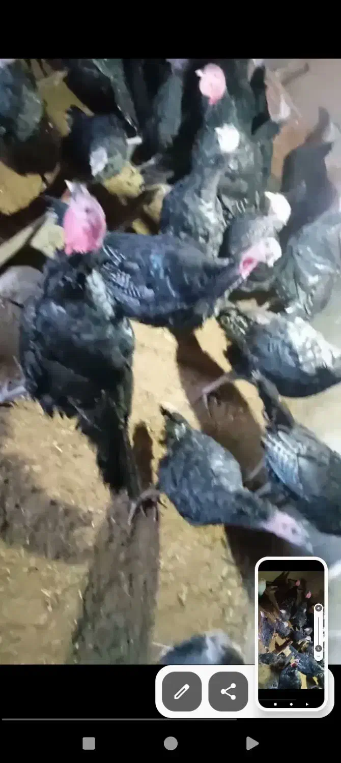 بوقلمون|حیوانات مزرعه|تربت جام, شهرک آزادگان|دیوار