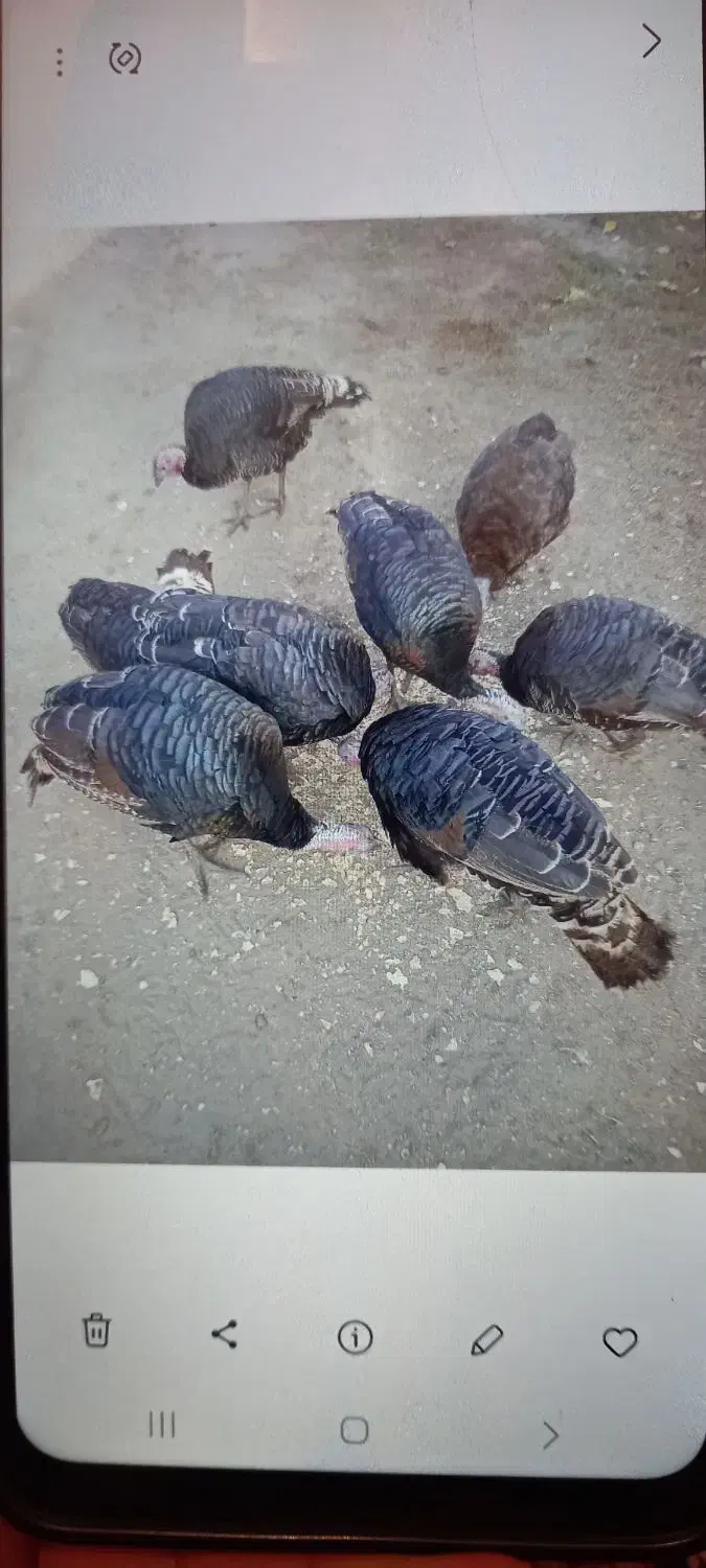 بوقلمون محلی|حیوانات مزرعه|صومای برادوست, |دیوار