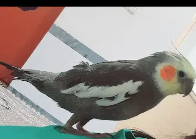 عروس هلندی|پرنده|ترکمانچای, |دیوار