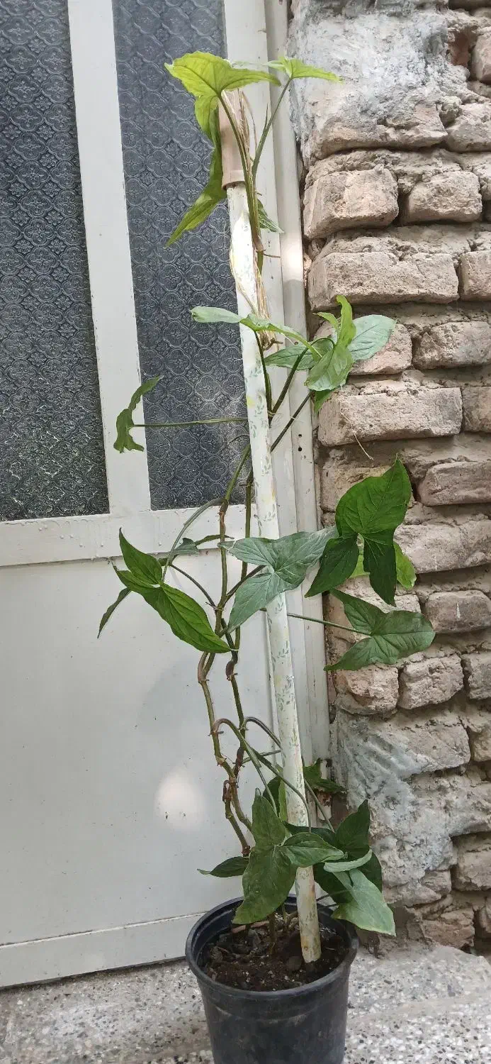 گل سینگونیوم.|گل و گیاه طبیعی|گنبد کاووس, |دیوار