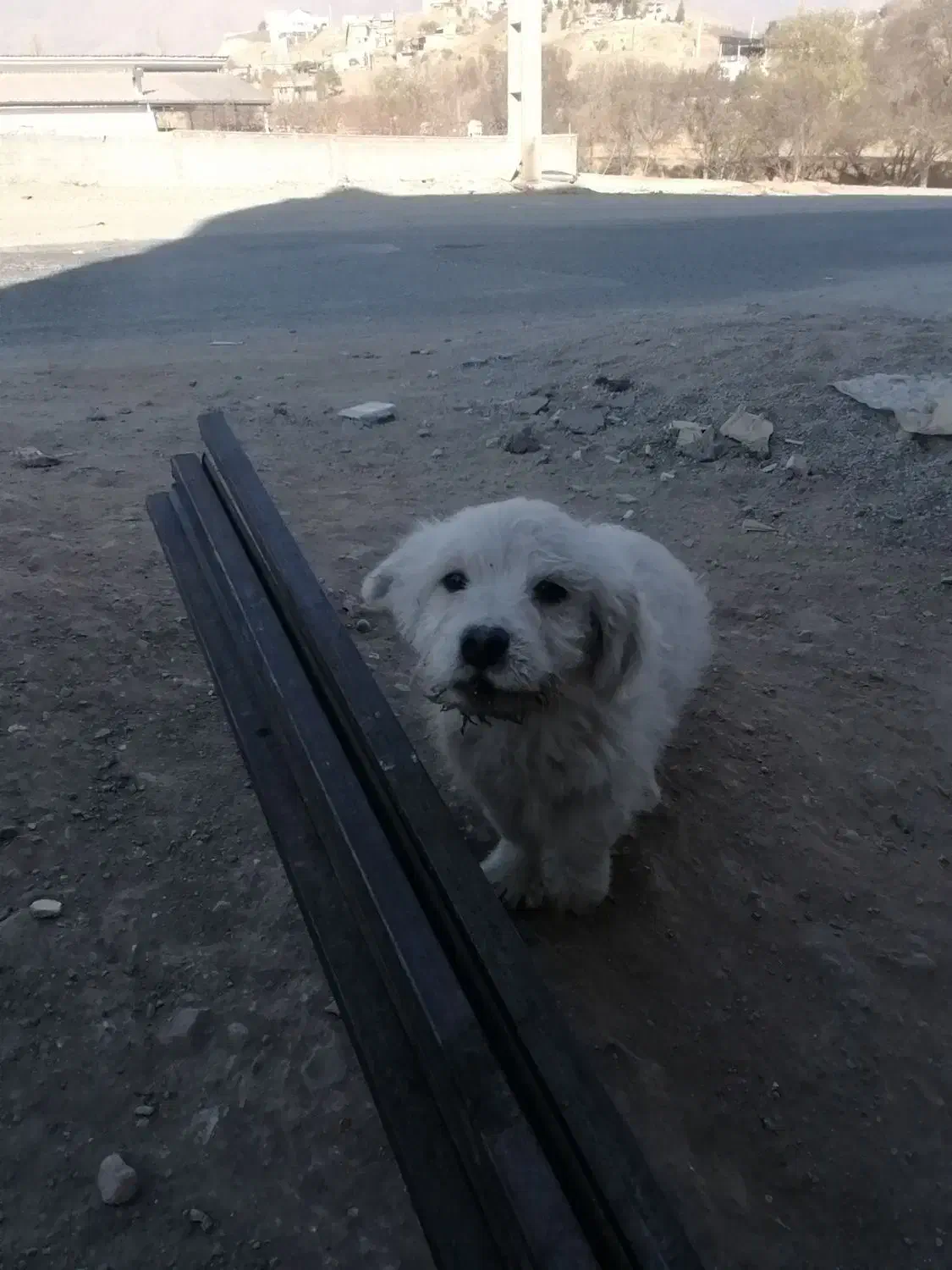 توله سگ|سگ|آبسرد, |دیوار