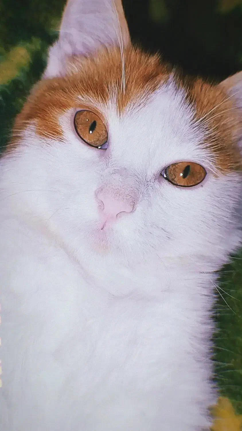 واگذاری دو عدد گوگولی نارنجی|گربه|مشهد, شهید قربانی|دیوار