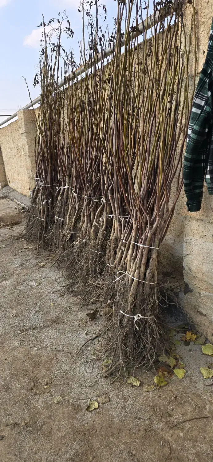 بهترین زمان خرید نهال گردو|خدمات باغبانی و درختکاری|شهرکرد, |دیوار