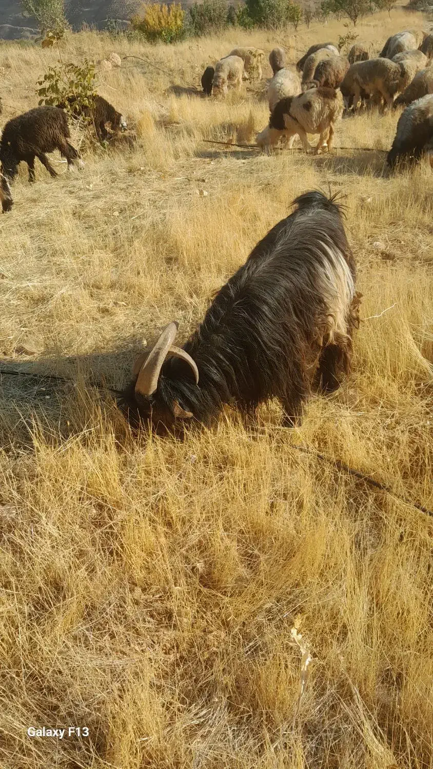 دوبر اصل|حیوانات مزرعه|صمصامی, |دیوار