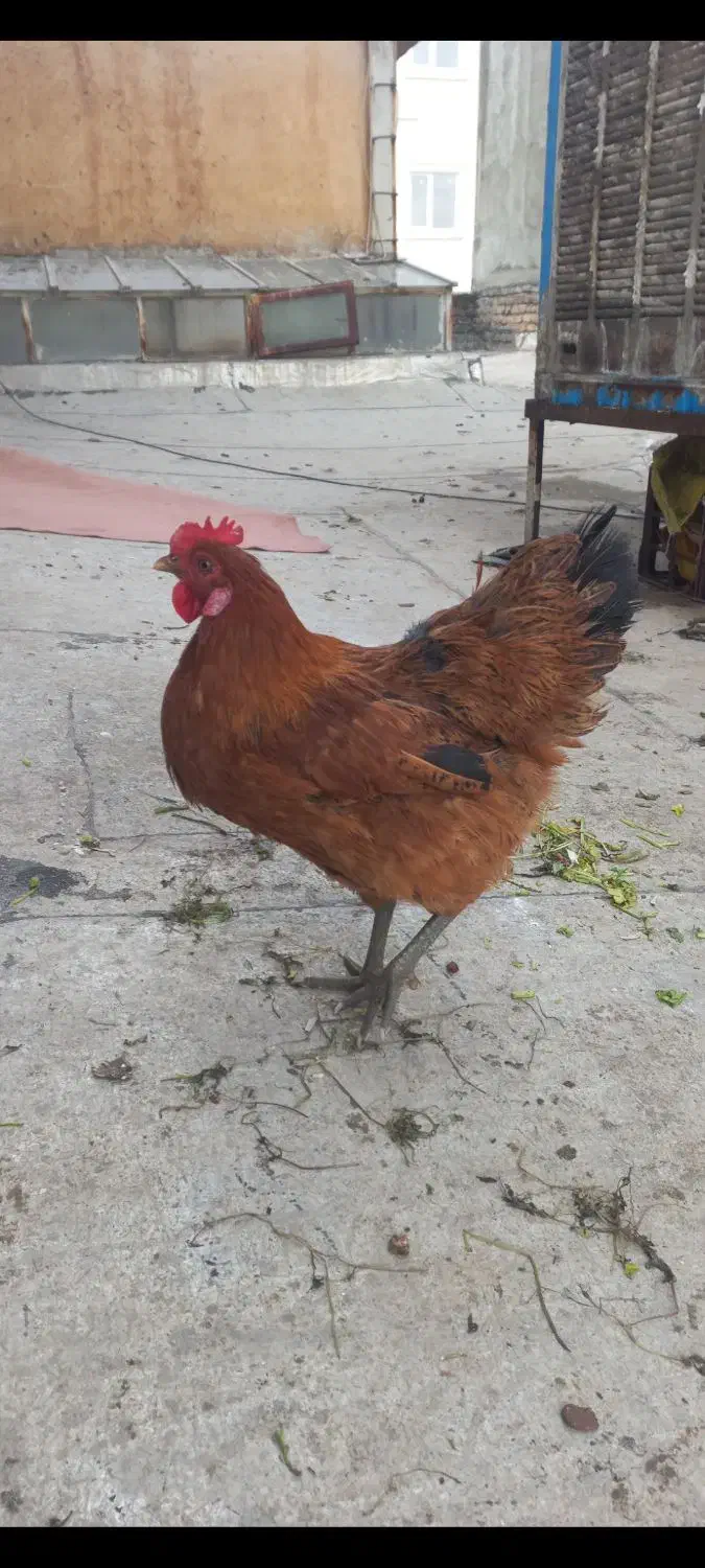 مرغ|حیوانات مزرعه|قزوین, |دیوار