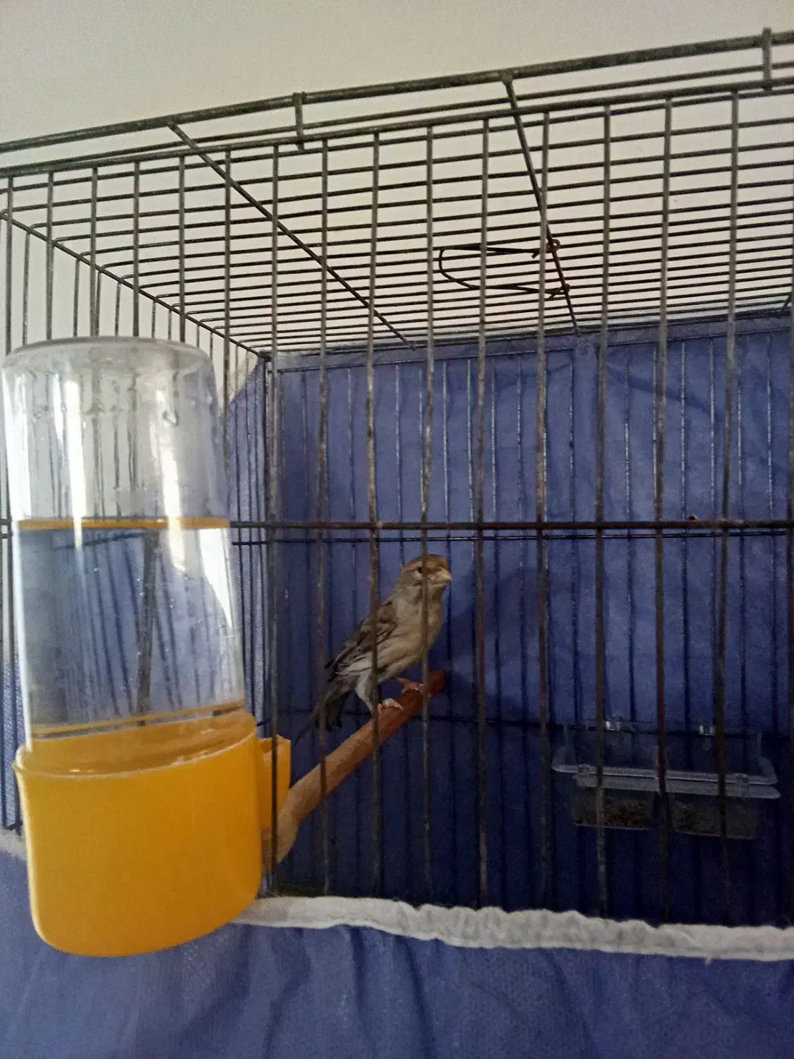 قناری سیلور|پرنده|زرند, |دیوار