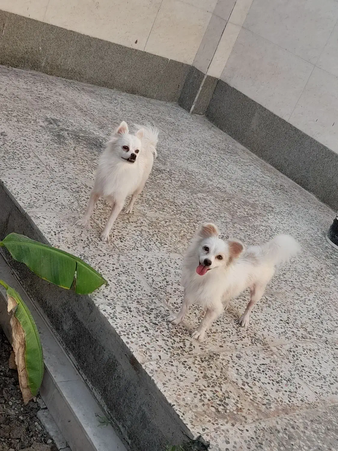 نروماده سگ|سگ|بندرعباس, |دیوار