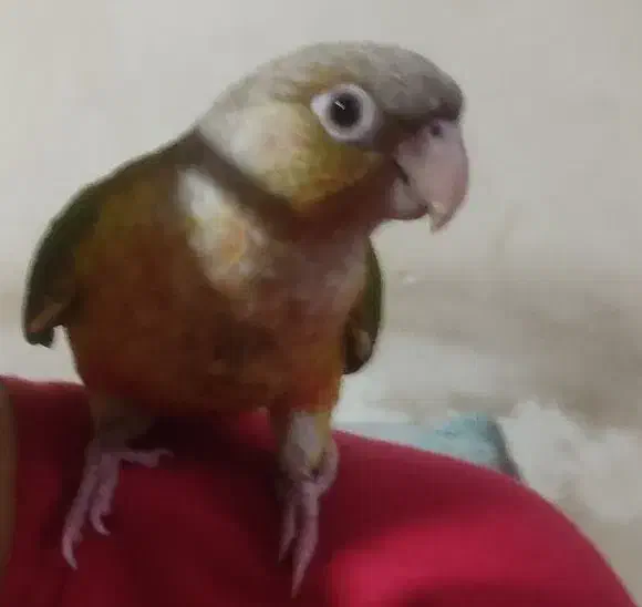 پرنده گمشده|حیوانات|قزوین, |دیوار