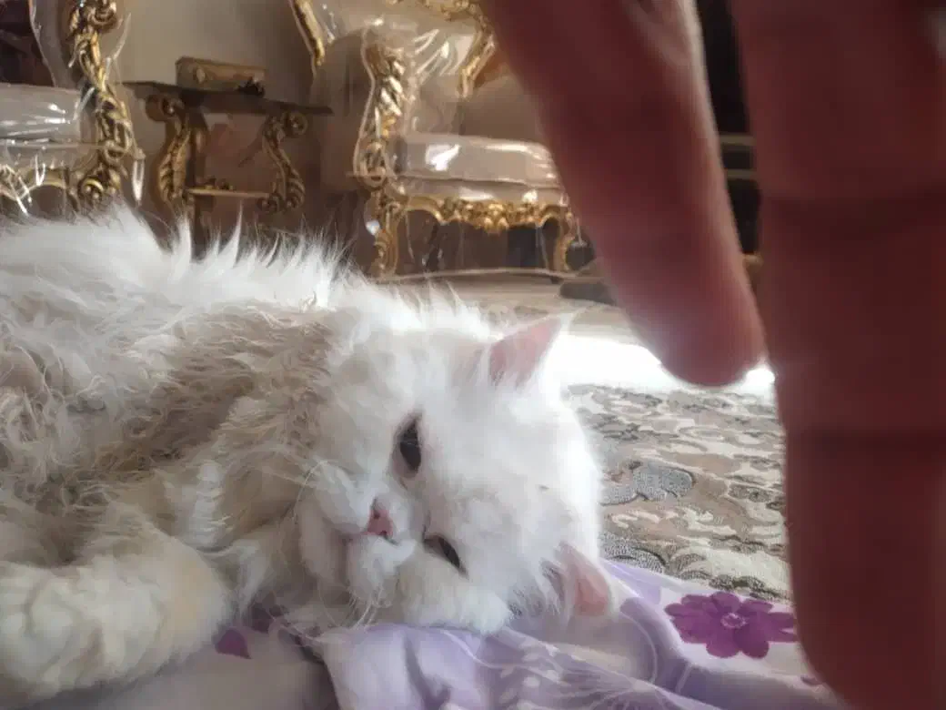 گربه پرشین فلت نر دم روباهی|گربه|تهران, زرکش|دیوار