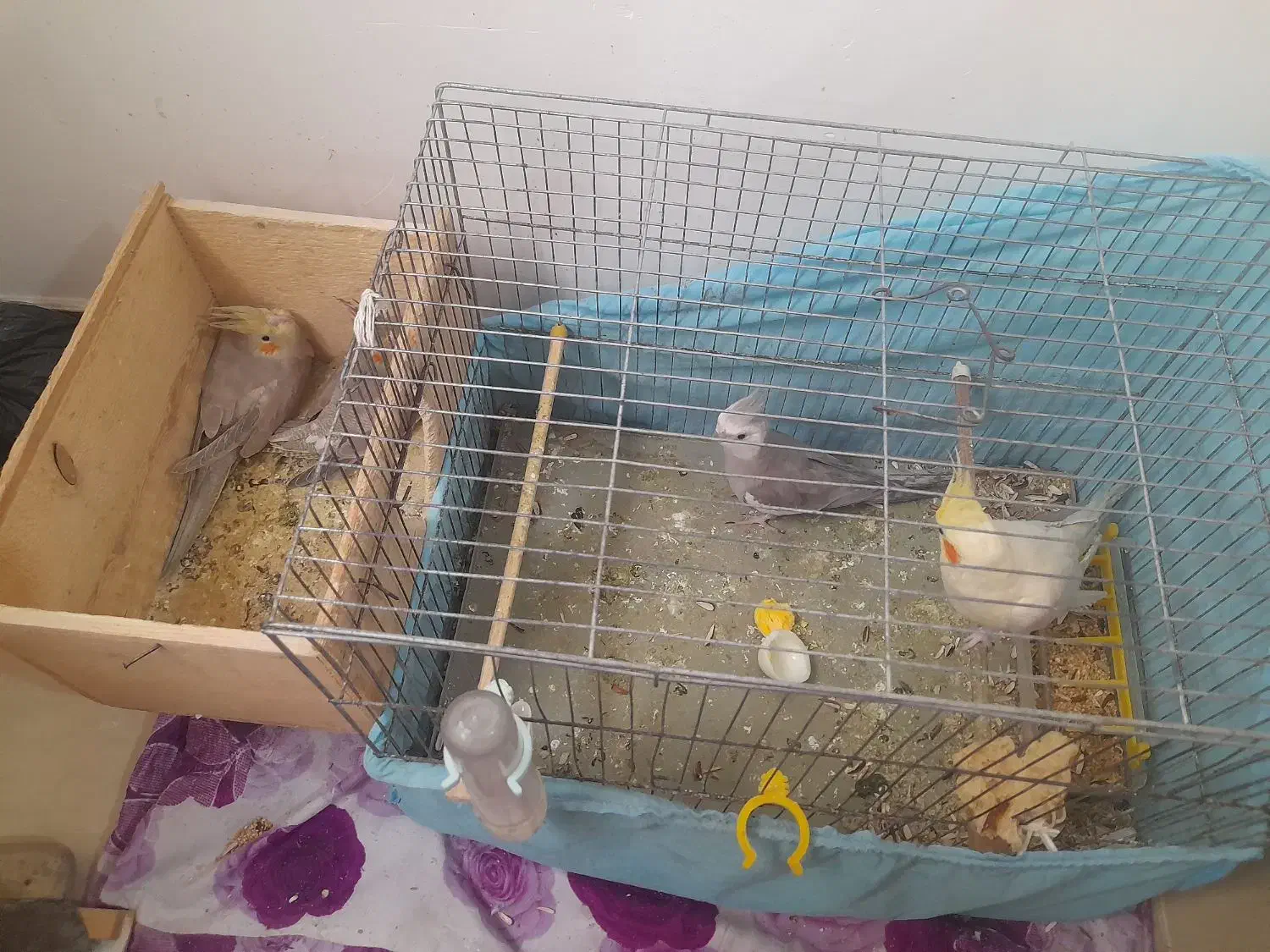 پدر آلبیونو ومادر لوتیتو با دوجوجه دانه خور|پرنده|رشت, دیانتی|دیوار