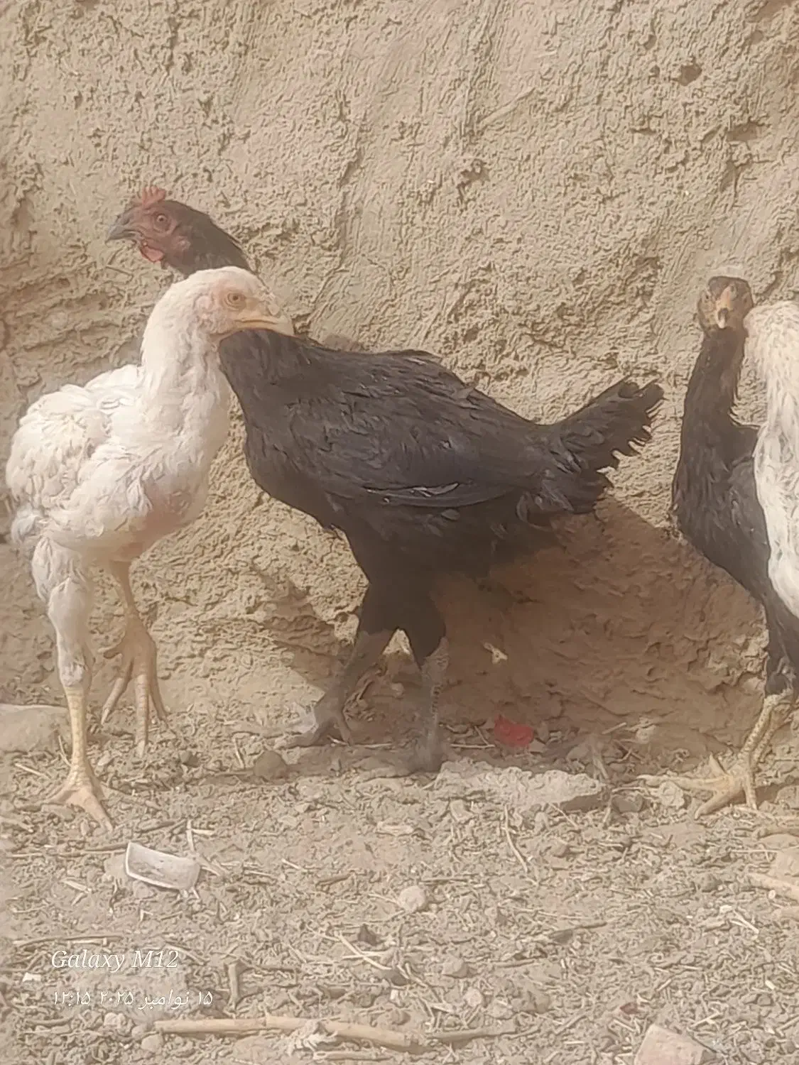 جوجه فروشی|حیوانات مزرعه|خواف, |دیوار