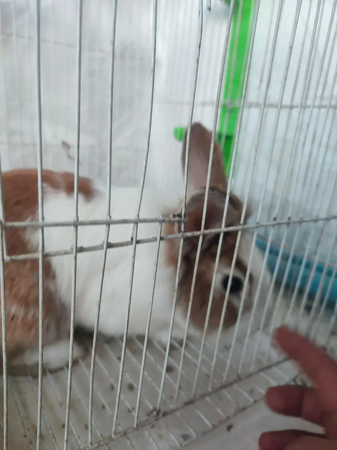 خرگوش|موش و خرگوش|چناران, |دیوار