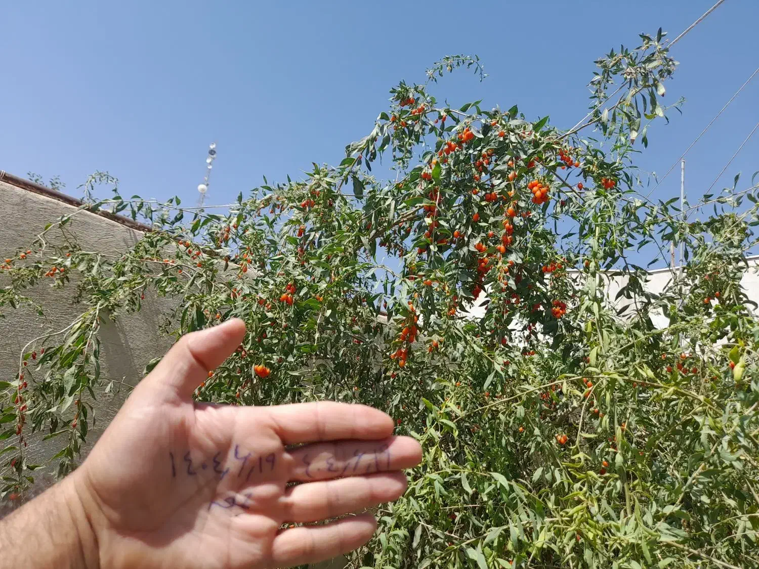 نهال گوجی بری ( نهال پول ساز ) ضدسرطان ضد پیری|خدمات باغبانی و درختکاری|چناران, |دیوار