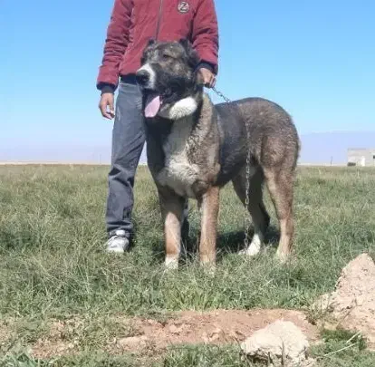 سگ خراسانی|سگ|تربت‌حیدریه, سرمحله|دیوار