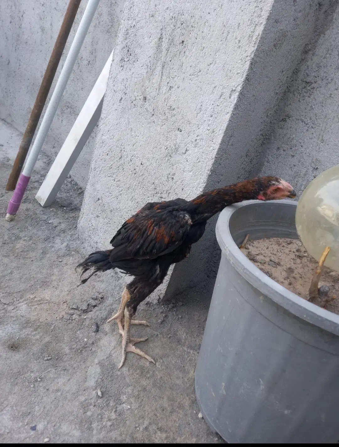 جوجه خروس اصل|حیوانات مزرعه|شاهین دژ, |دیوار