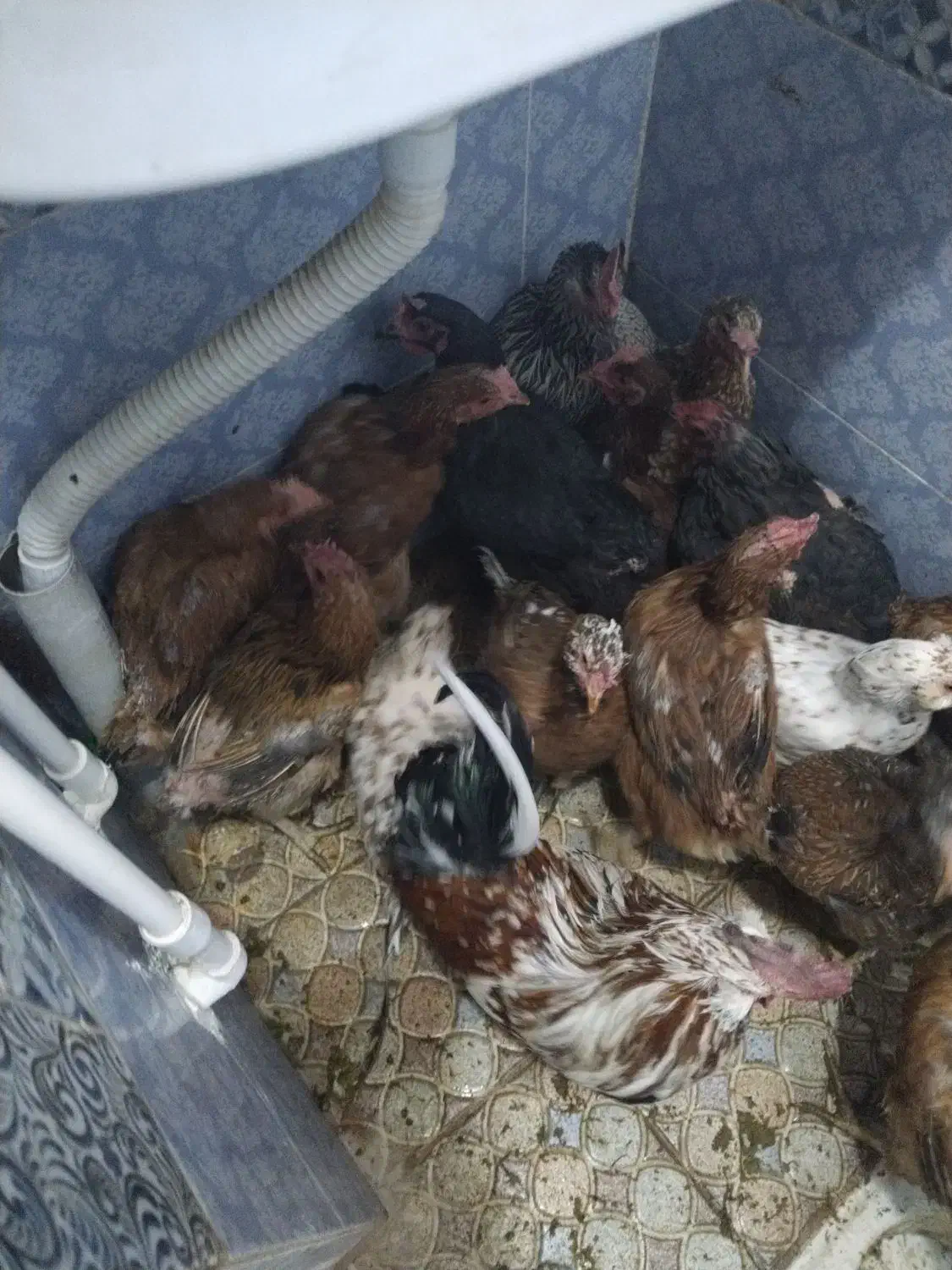 مرغ|حیوانات مزرعه|بیرجند, |دیوار