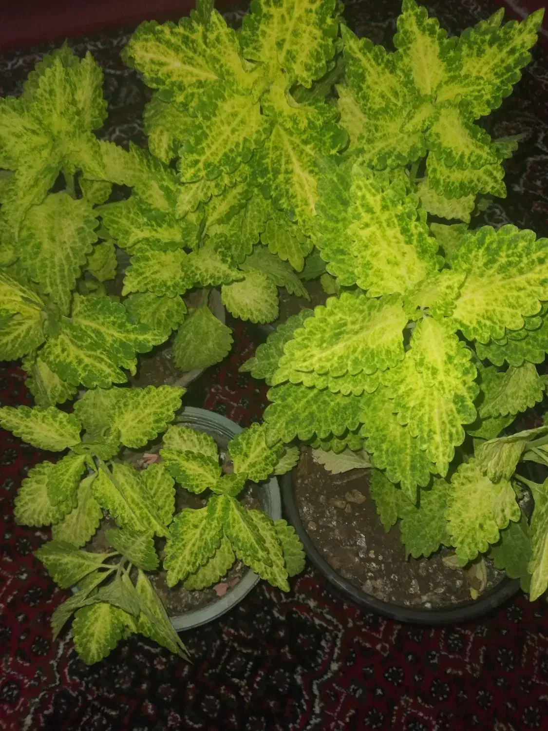 گل های زیبا|گل و گیاه طبیعی|جوانرود, |دیوار