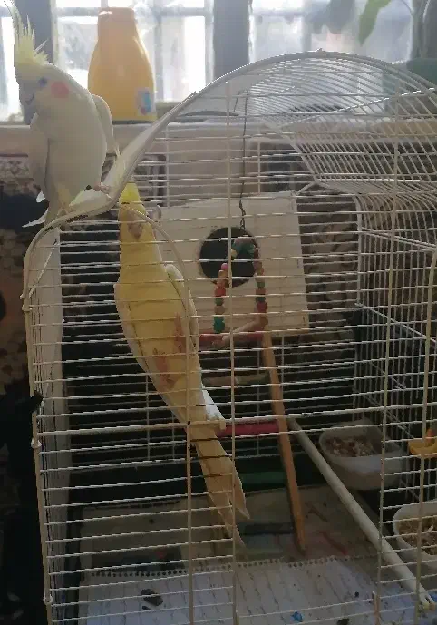 عروس هلندی|پرنده|کرمانشاه, |دیوار