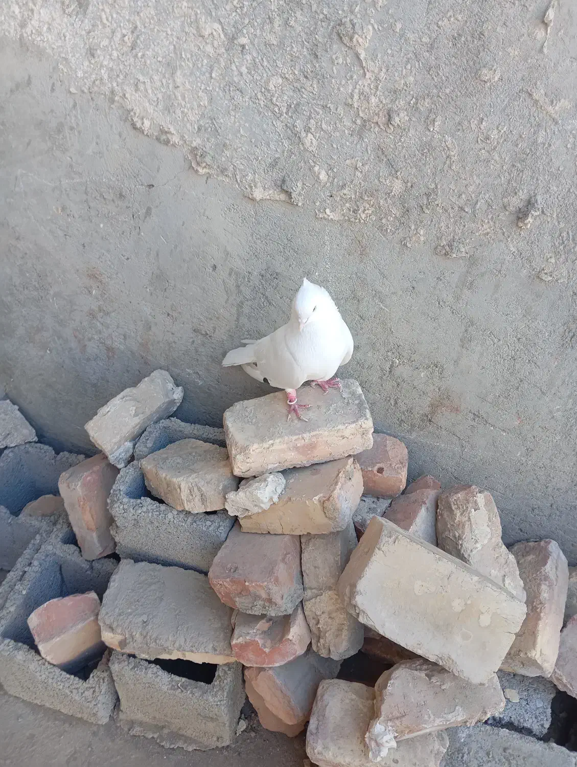 کبوتر سفید یهرانی|پرنده|سراوان, |دیوار