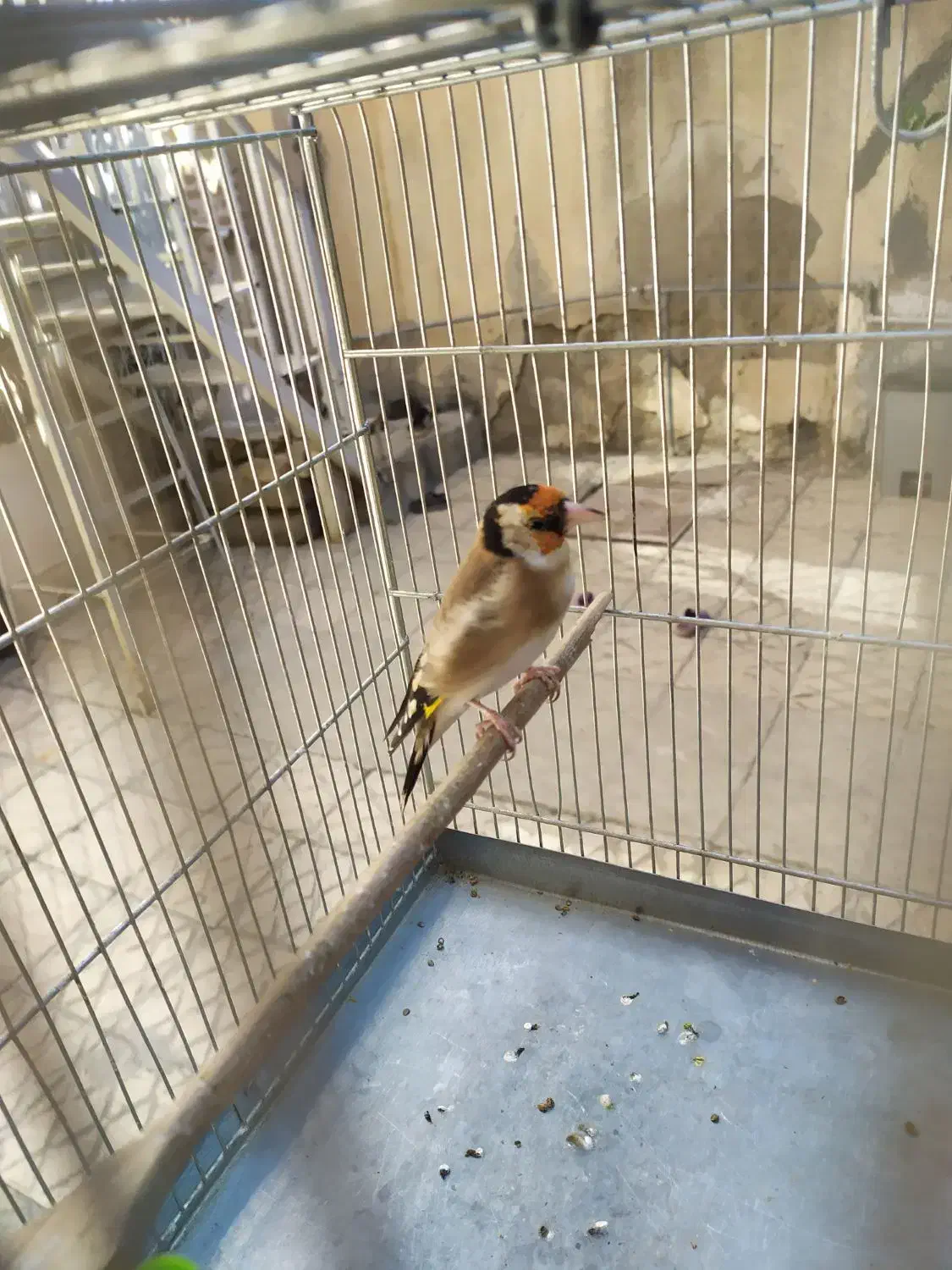 زاده قفس دهن دار درجه یک|پرنده|کرمانشاه, |دیوار