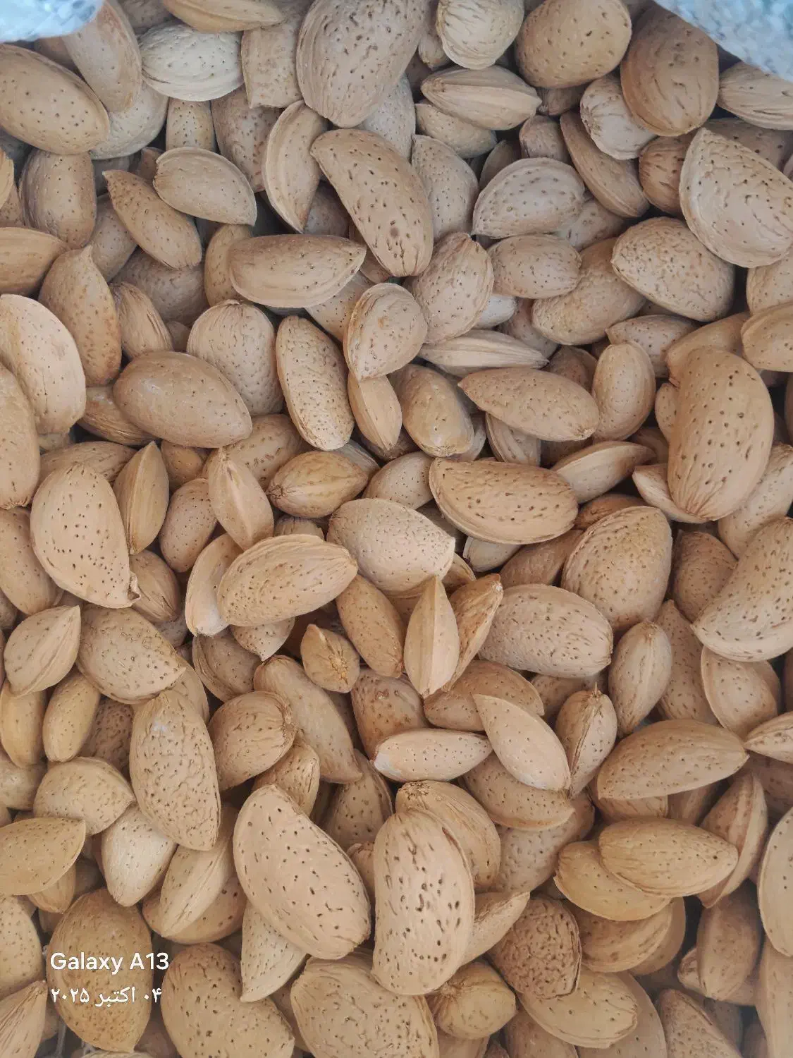 بادام آبی|خوردنی و آشامیدنی|شیراز, شریف‌آباد|دیوار