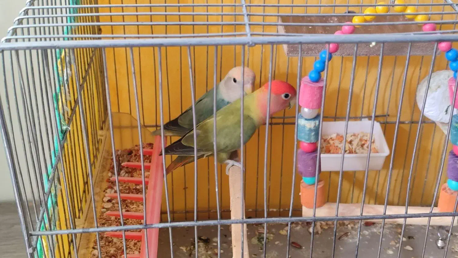 طوطی برزیلی|پرنده|هرسین, |دیوار