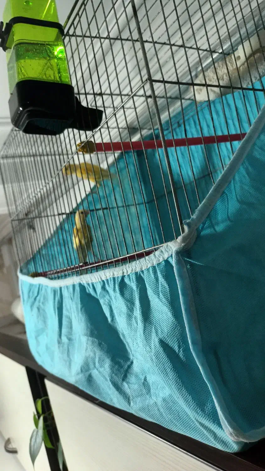 قناری نر و ماده خواهر و برادر|پرنده|بابل, |دیوار