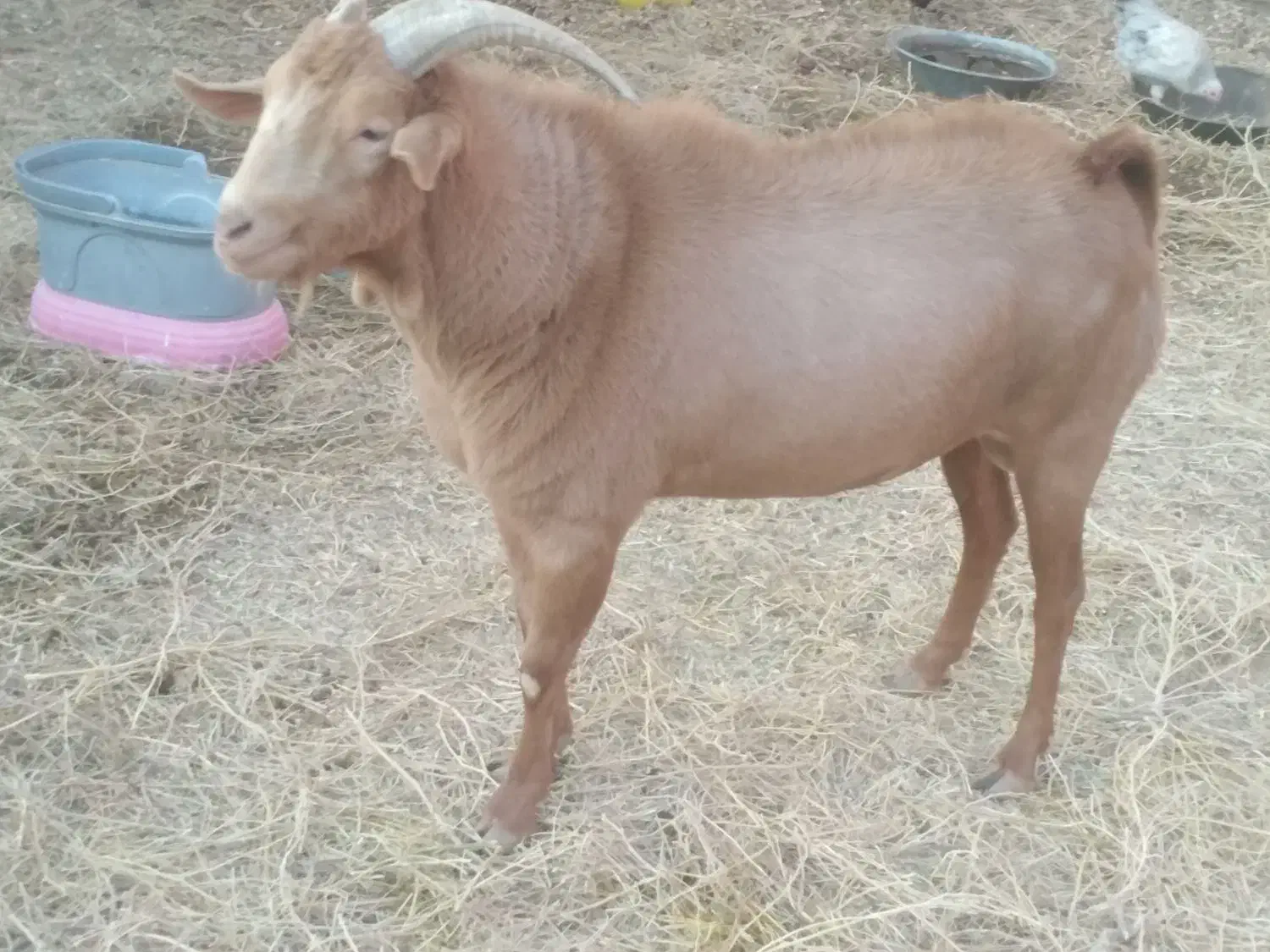 کهری نر چاق|حیوانات مزرعه|کرمان, |دیوار