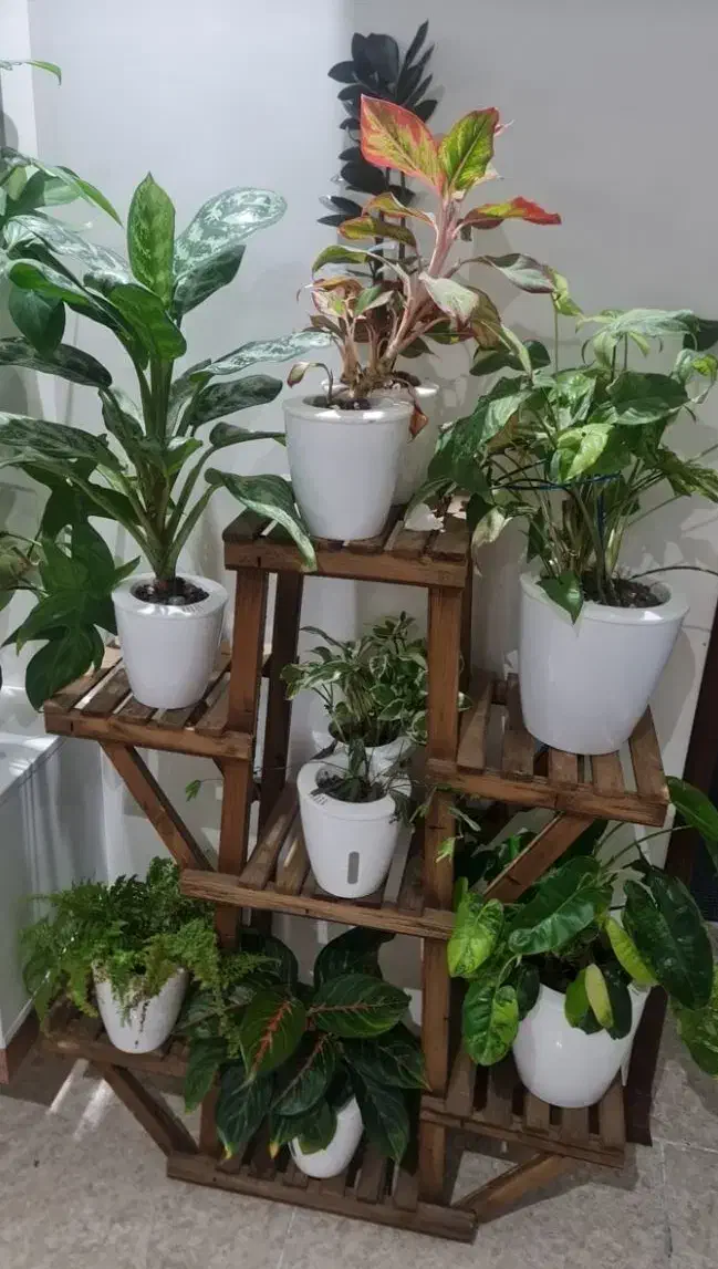 کود و گلدان هیدروپونیک|گل و گیاه طبیعی|هشتگرد, شهرک پامچال|دیوار