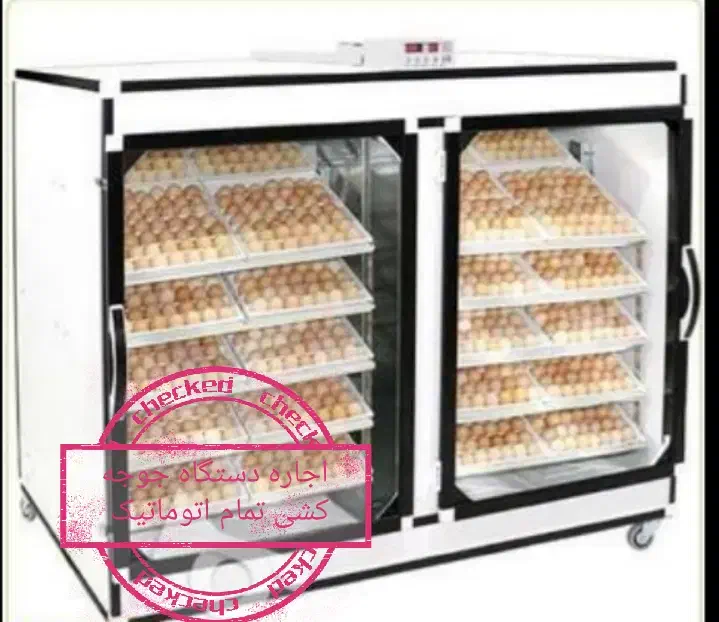 تولید انواع جوجه با بهترین دستگاه جوجه کشی|حیوانات مزرعه|تنکابن, |دیوار